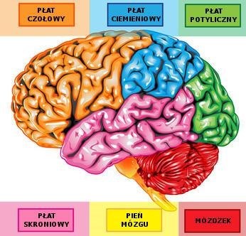 Mózg nastolatka jest jak puzzle